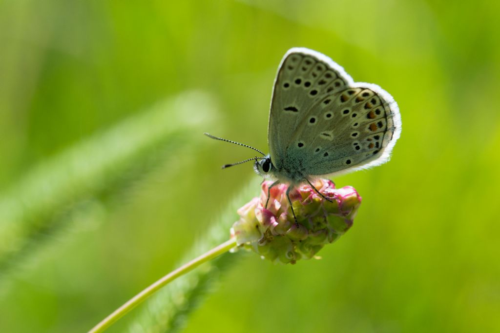 Polyommatus eros?   No, Polyommatus escheri